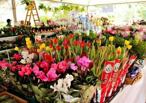 Festival das Flores de Holambra é realizado no Centro de Maceió