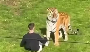 Homem morre após invadir recinto de tigres em zoológico na Inglaterra