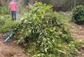 PF destrói mais de 4,2 mil pés de maconha em área do Sertão de Alagoas