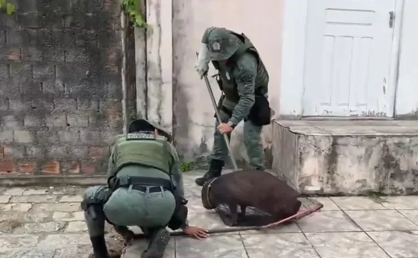 Capivara ferida é resgatada após mobilizar moradores no bairro do Pinheiro