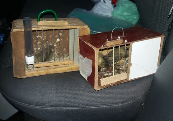 PRF prende homem por crime ambiental em São Miguel dos Campos