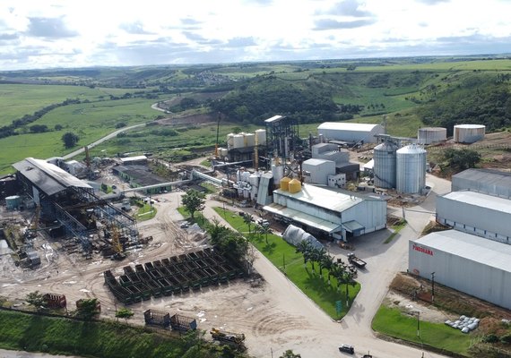 Sorgo impulsiona produção de etanol na Usina Pindorama