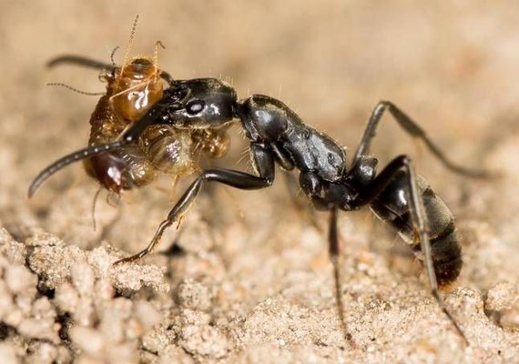 'Formigas paramédicas' evacuam guerreiras feridas, mostra estudo