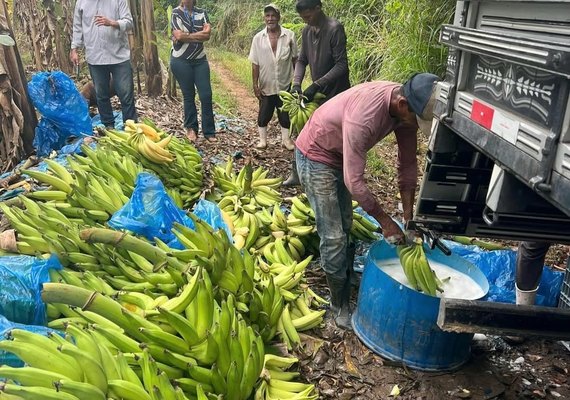 Mesmo com queda da cana, valor da produção agrícola cresce 13,9% em AL