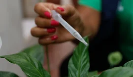 São Paulo se aproxima de 300 mil casos confirmados de dengue