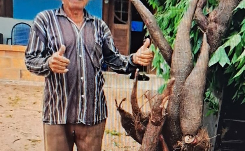 Agricultor colhe macaxeira gigante com 3 m e 80 kg em Girau do Ponciano
