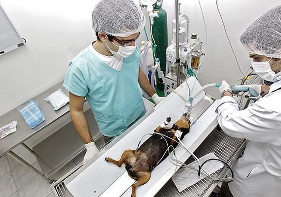 Dia do Médico Veterinário terá programação festiva e científica em Alagoas