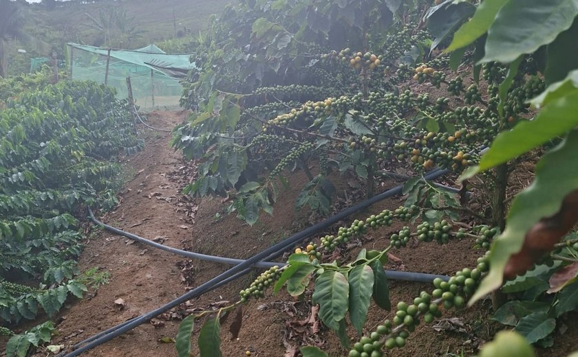 Família assentada investe em cultura do café na Zona da Mata de Alagoas