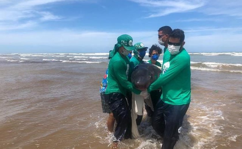 Biota registra 739 encalhes entre janeiro e fevereiro