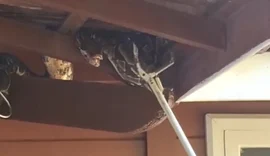 Jiboia é resgatada em telhado de residência no bairro Santa Amélia, em Maceió