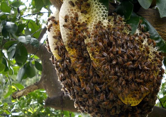 Ataque de abelhas deixa avó, filha e neta feridas em povoado de Arapiraca