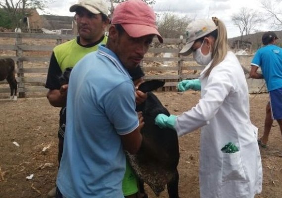Emater inicia vacinação contra brucelose em municípios da Bacia Leiteira