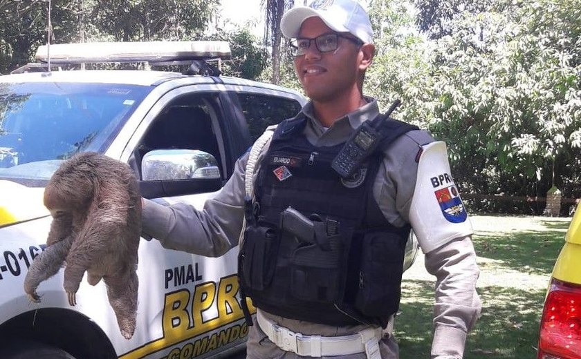 Bicho-preguiça é resgatado em rodovia no Litoral Norte