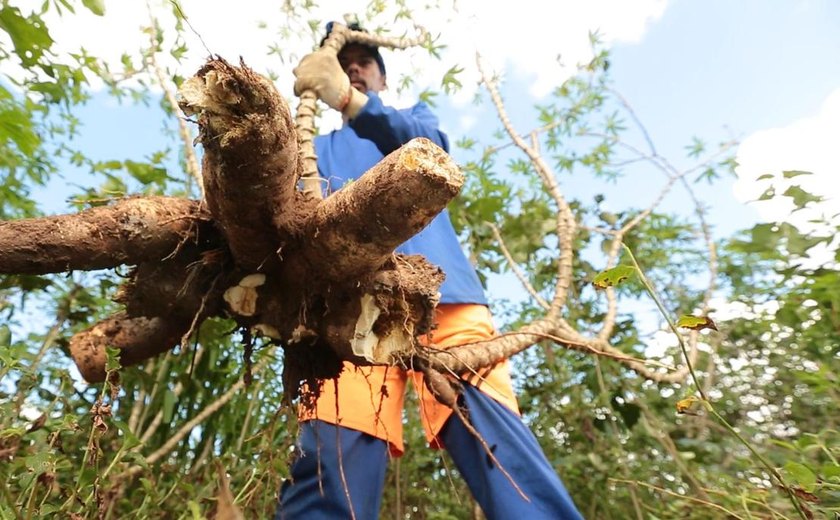 BNB impulsiona mandiocultura no Agreste com crédito, melhoramento genético e inserção no mercado italiano