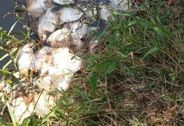 Crime ambiental provoca mortandade de peixes no rio Jacuípe