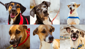 Brisanet e Netflix promovem evento de adoção de cães em parceria com o Grupo Pata Amada