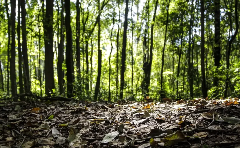 Produção florestal no país alcança recorde de R$ 47,9 bilhões em 2025