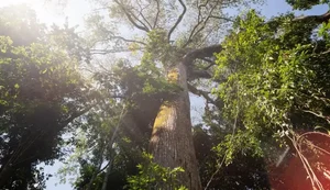 Árvores gigantes da Amazônia podem ajudar cientistas