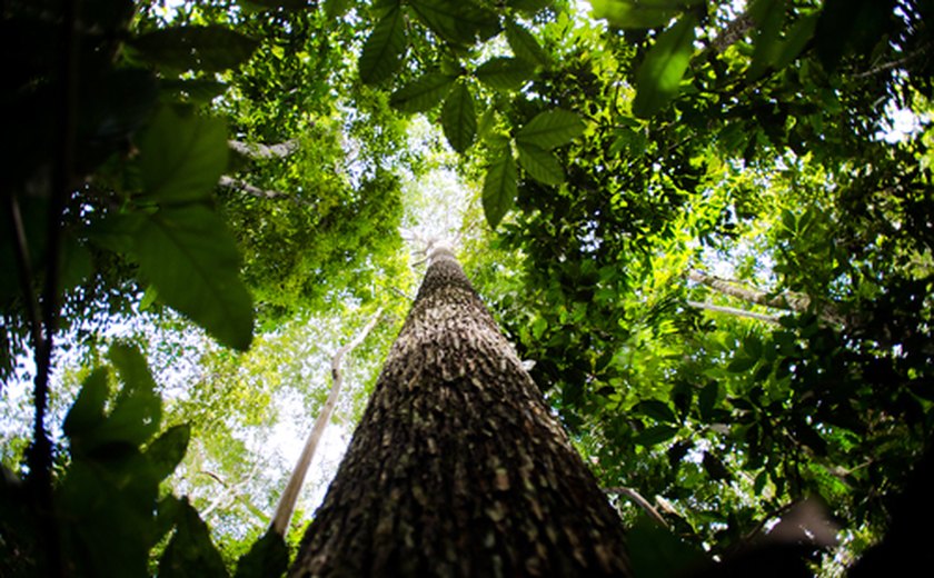 Brasil tem potencial para despontar no mercado de carbono, diz especialista