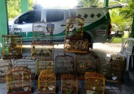 Batalhão Ambiental apreende 151 pássaros mantidos em cativeiro em Alagoas