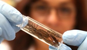 Secretaria de Saúde orienta maceioenses sobre a doença de Chagas