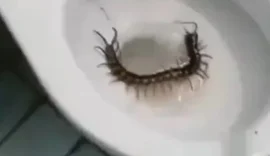Turista encontra lacraia gigante dentro de vaso sanitário em hotel