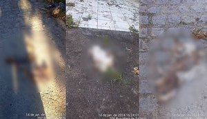 Polícia Civil vai investigar matança de gatos em rua de Bebedouro