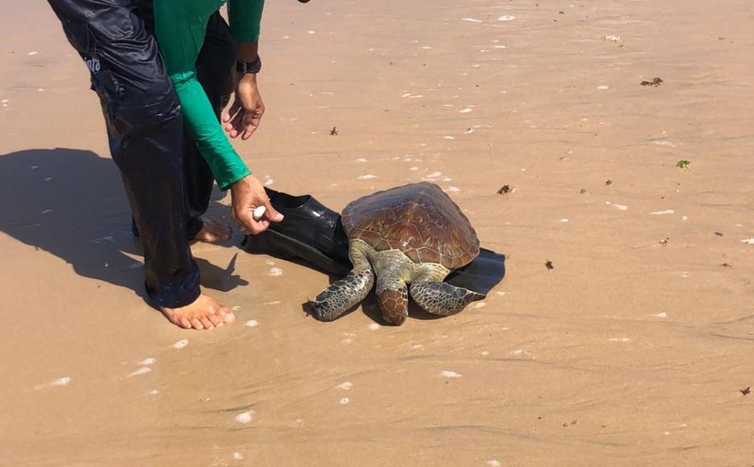 Duas tartarugas marinhas encalham em rede de pesca e uma morre