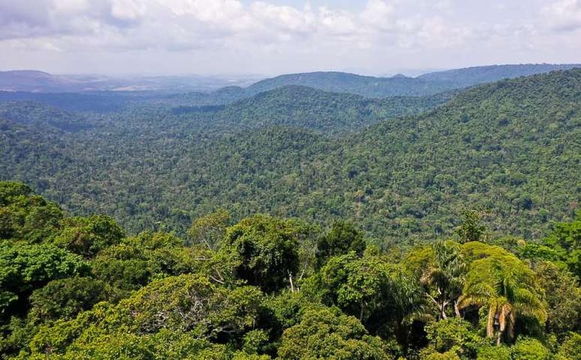 População de Manaus avalia que floresta em pé contribui para economia
