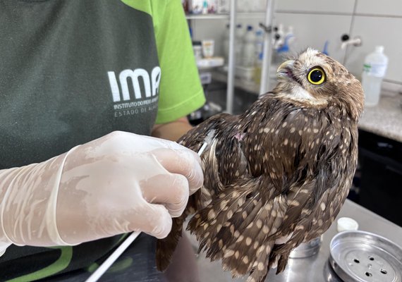 Uso indiscriminado de capturas para pragas urbanas pode ser um risco para animais silvestres