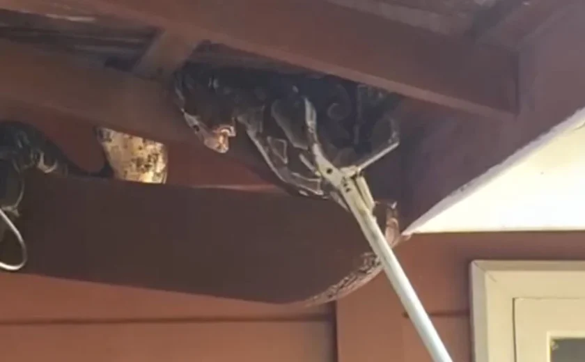 Jiboia é resgatada em telhado de residência no bairro Santa Amélia, em Maceió