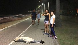 Golfinho é encontrado morto no calçadão de Cruz das Almas, na orla de Maceió