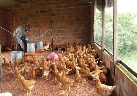 Governo incentiva criação de aves caipiras como alternativa para agricultura familiar