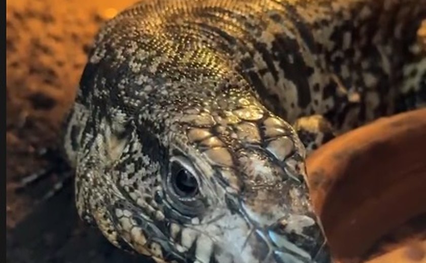 Manejo de animais exóticos exige técnica para evitar estresse, lesões e complicações