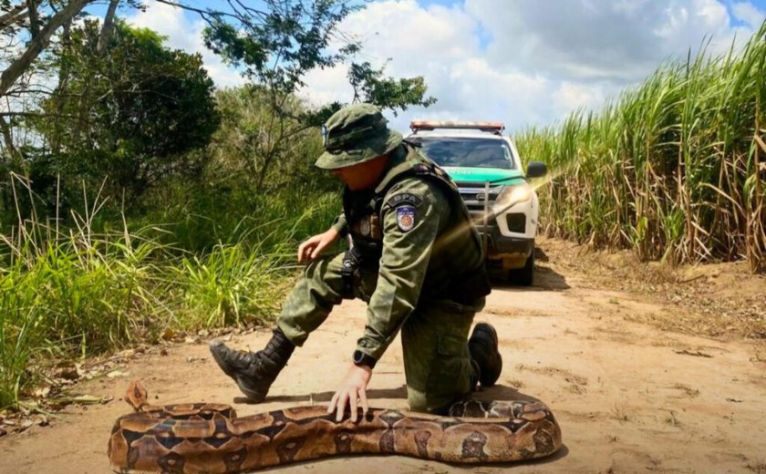 Quase 1.500 animais são resgatados em operações de combate ao tráfico