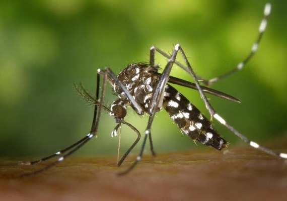 Adolescentes participam de testes para vacina contra a Chikungunya