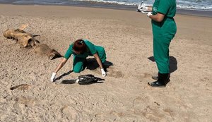 Três animais marinhos são encontrados mortos em praias de Maceió