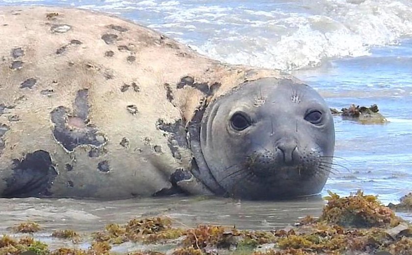 MPF requisita inquérito policial para investigar morte de elefante-marinho em Alagoas