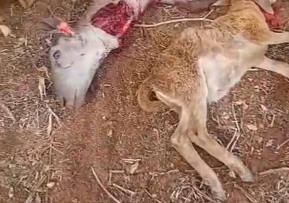 Matilha pode  ter matado animais em São Brás há meses