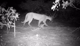 Onça-parda é registrada em Alagoas após 25 anos e reforça importância da preservação ambiental