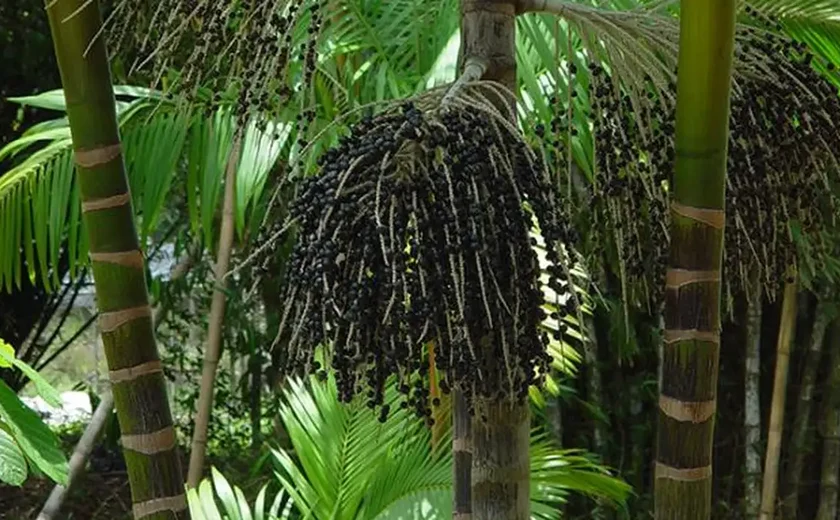 Projeto transforma áreas de queimada em produção sustentável no Marajó