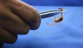 Temperaturas elevadas são propícias para a proliferação de escorpiões
