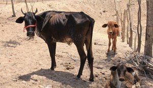 Água: Alagoas tem 38 cidades com decreto de situação de emergência