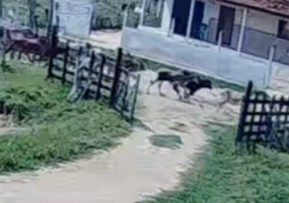 Menino salva primo de 5 anos de boiada em Palmeira dos Índios