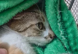 Mulher é presa após arremessar gata do 12º andar de prédio em Curitiba