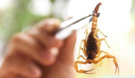 Alagoas registra um óbito por picada de escorpião este ano