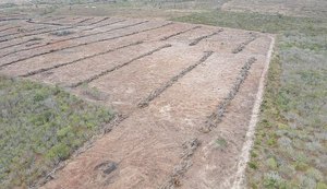 Área desmatada equivalente a 700 campos de futebol é embargada em Alagoas