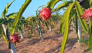 Agreste alagoano investe na produção da pitaya