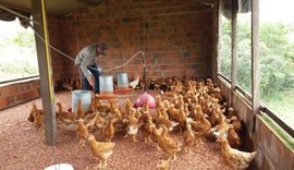 Governo incentiva criação de aves caipiras como alternativa para agricultura familiar