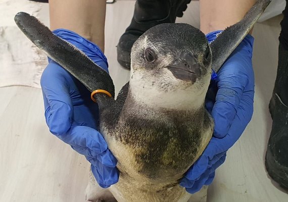 Começa temporada 2021 de pinguins na costa das regiões Sul e Sudeste do Brasil